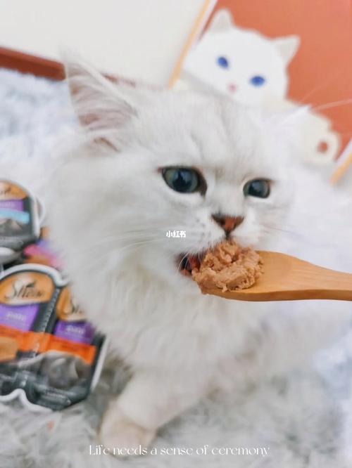 猫猫不可以吃什么,猫猫不可以吃什么食物,猫可以吃油炸食品吗？