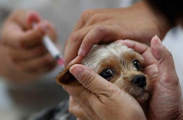 狗狗打了疫苗有什么反应,狗狗打了疫苗有什么反应症状,狗狗打疫苗后有啥不良反应，谢谢？