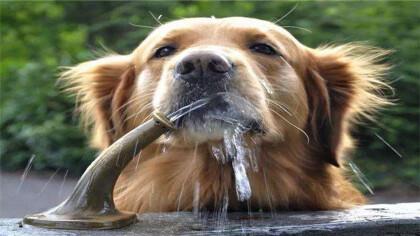 狗狗脱水是什么意思,狗狗脱水是什么意思啊,狗狗脱水怎么快速补水？
