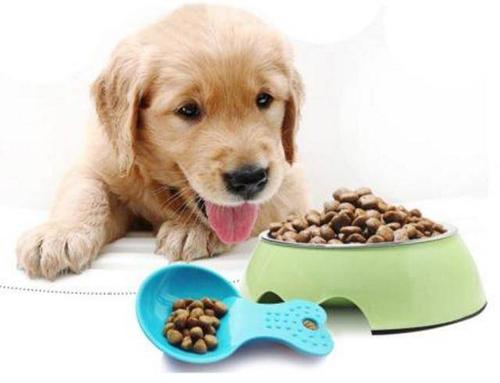小狗狗吃什么最好,小狗狗吃什么最好消化,1岁左右的狗狗(小型)一天要吃几顿饭?(不吃狗粮)？