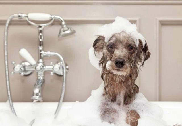 狗为什么不爱洗澡,狗为什么不爱洗澡的原因,狗狗不洗澡会难受吗？