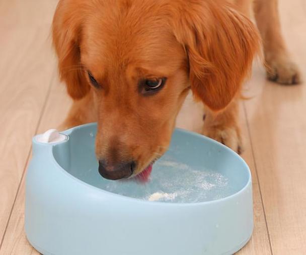 狗狗为什么不爱喝水,狗狗不喜欢喝水正常吗,金毛不爱喝水是什么原因？