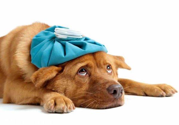 狗狗为什么会得狗瘟,狗狗为什么会得狗瘟?该怎么治疗,为什么宠物店的狗买回家都是两三天就染上犬瘟细小病毒？