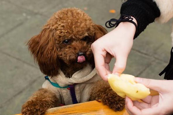 泰迪狗能吃哈密瓜吗,泰迪狗十大禁忌水果,泰迪能吃什么水果？