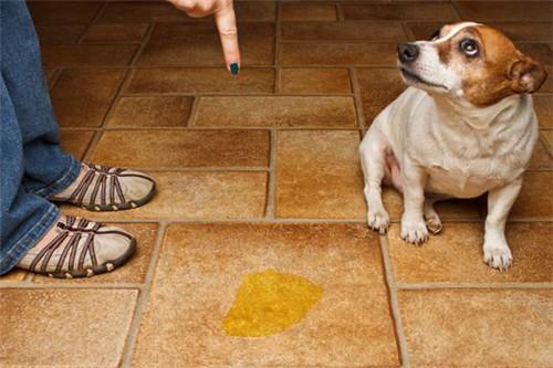 狗尿对人有什么危害,,闻狗大便臭味对身体有害吗？