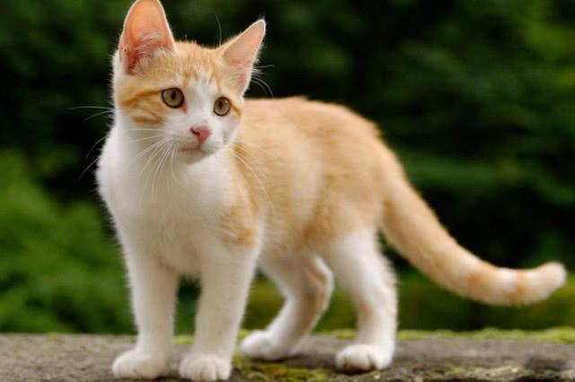 小花猫的尾巴是什么,小花猫的尾巴是什么眼睛是什么胡子是什么,几个月的小猫尾巴是什么样？
