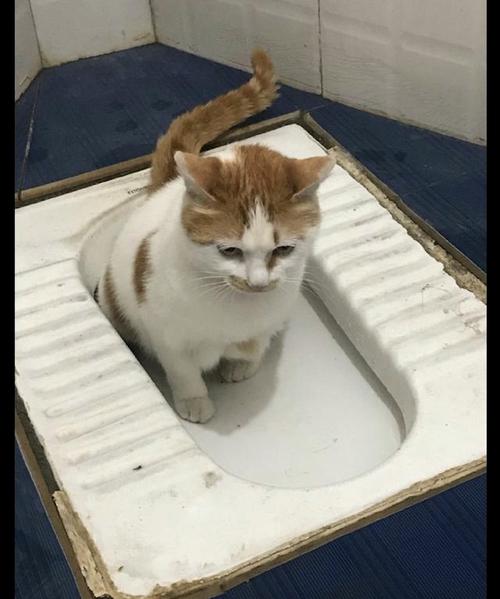 为什么上厕所猫要跟着,,为什么拉屎的时候猫咪要在跟前？