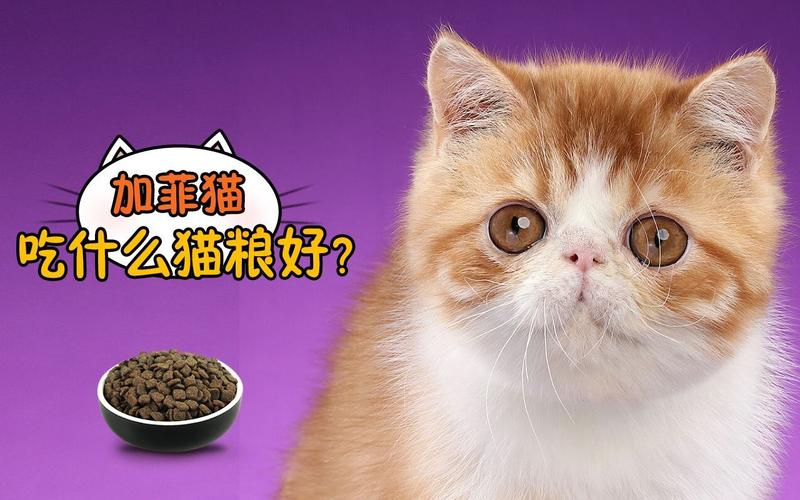 加菲猫适合吃什么猫粮,加菲猫适合吃什么猫粮不流泪,加菲猫吃什么猫粮好？