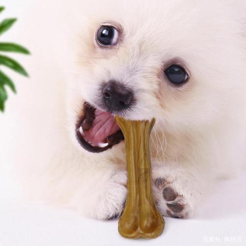 狗狗磨牙期是什么时候,狗狗磨牙期是什么时候开始,狗狗多大磨牙？