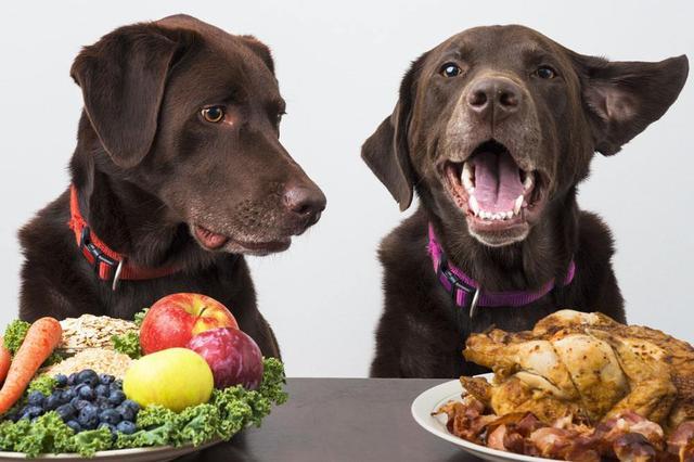 狗吃什么增加抵抗力,狗吃什么增加抵抗力和免疫力,怎么增强狗狗的抵抗力？