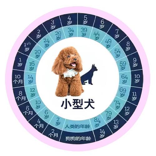 泰迪狗狗年龄对照表,泰迪狗狗年龄对照表图,泰迪狗的年龄是怎么算的？