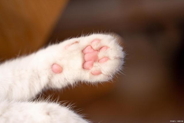 猫练爪子的东西叫什么,猫练爪子的东西叫什么名字,猫用爪子刨地是啥意思？