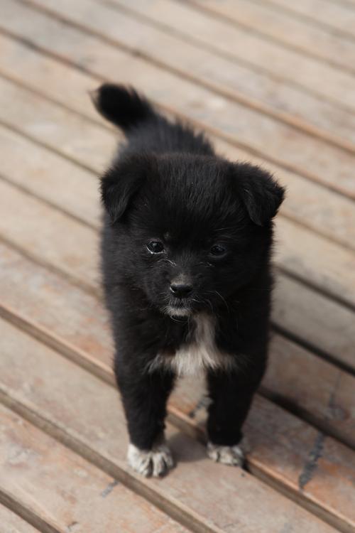 黑色的小狗取什么名字,黑色的小狗取什么名字好听,我有一只黑色的狗起什么名字好呢公的，名字越多越好？