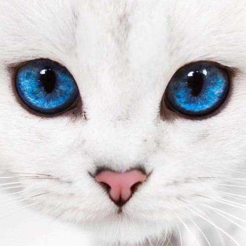 为什么不能看猫的眼睛,为什么不能看猫的眼睛呢,与猫对视有什么禁忌？