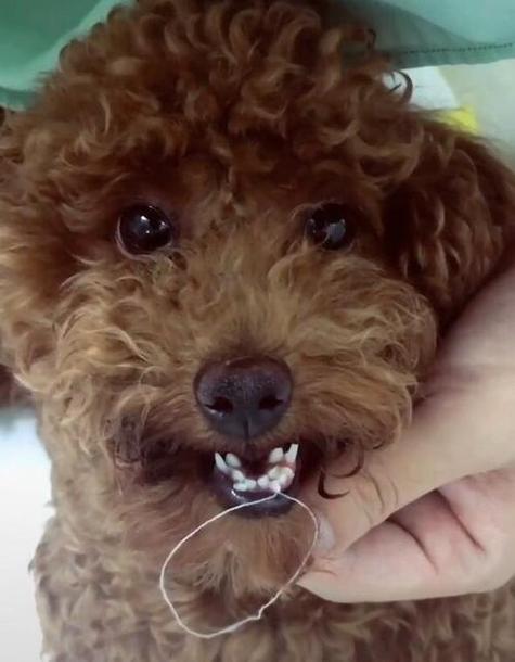 泰迪的牙齿分布图片,狗狗去除牙结石小妙招,三个月泰迪牙齿什么样？