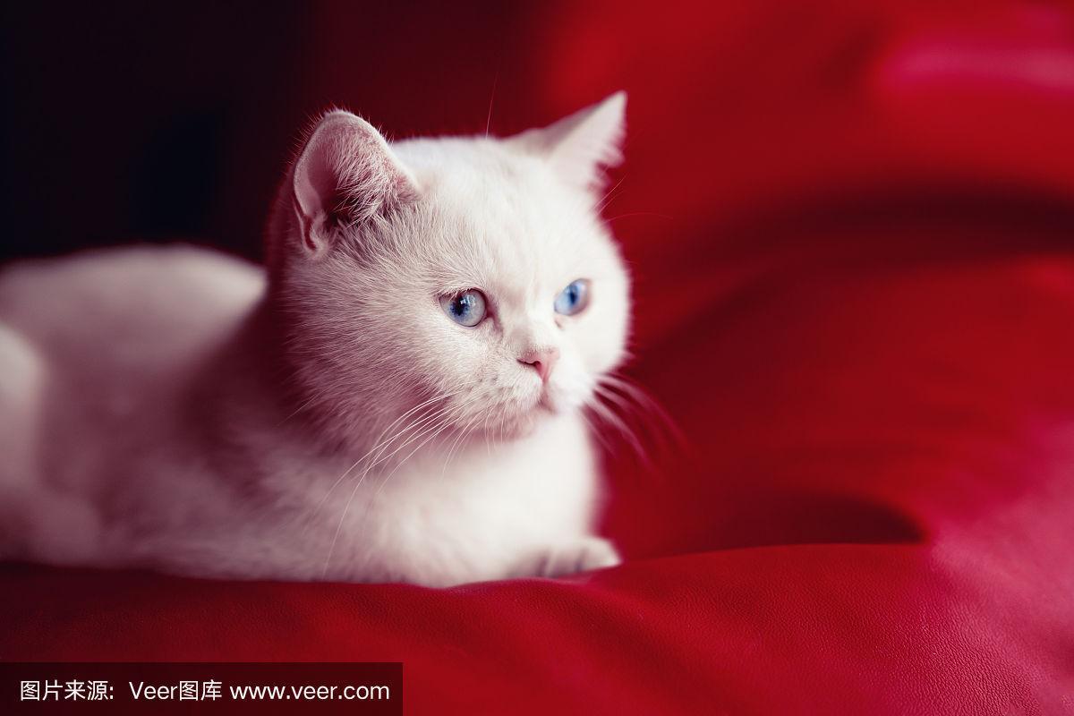 波斯猫的眼睛是什么颜色,波斯猫的眼睛是什么颜色 图片,猫有红色眼睛晚蓝的吗？