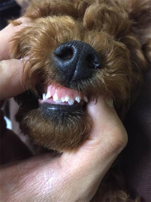 泰迪犬牙齿年龄图片,狗狗各阶段牙齿图片 对照表,怎么辨别泰迪狗的年龄？