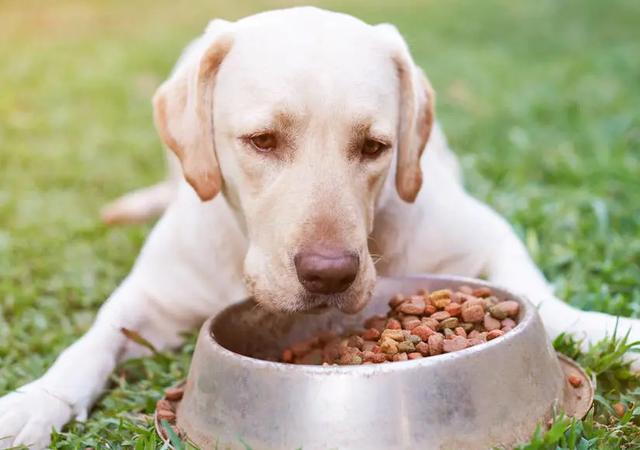几个月大的狗狗吃什么,几个月大的狗狗吃什么食物好,幼犬可以直接喝凉水吗？