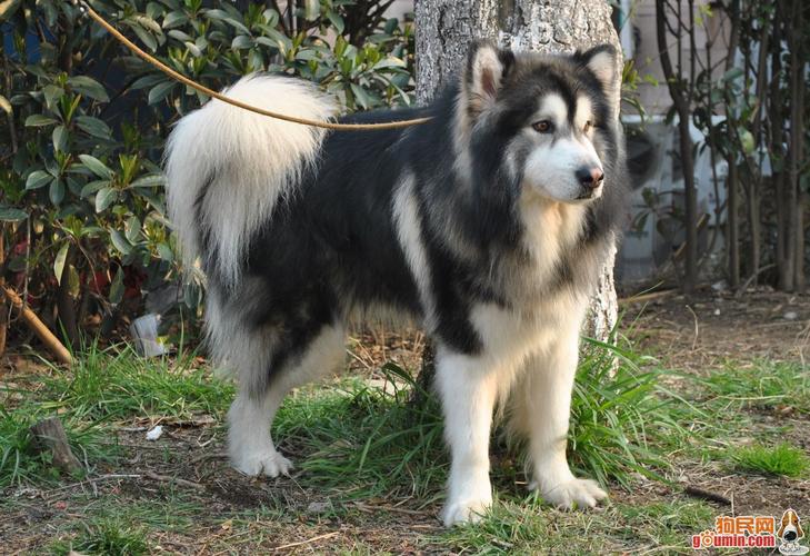 跟阿拉斯加挺像的狗叫什么,跟阿拉斯加挺像的狗叫什么品种,夏洛伊牧羊犬是什么犬杂交的？
