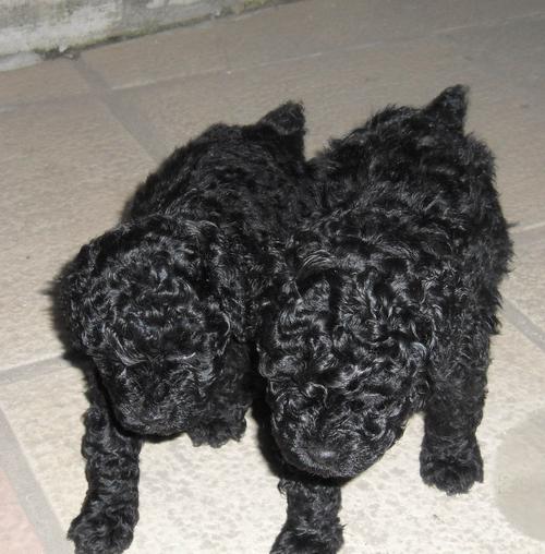 黑色的泰迪狗很稀有吗,黑泰迪犬价格多少钱一只,家里养只黑色泰迪狗好吗？