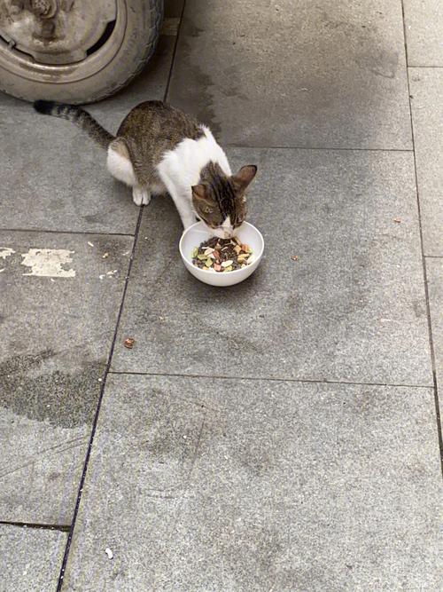 猫可以喂什么,流浪猫可以喂什么,小猫吃什么喝什么？