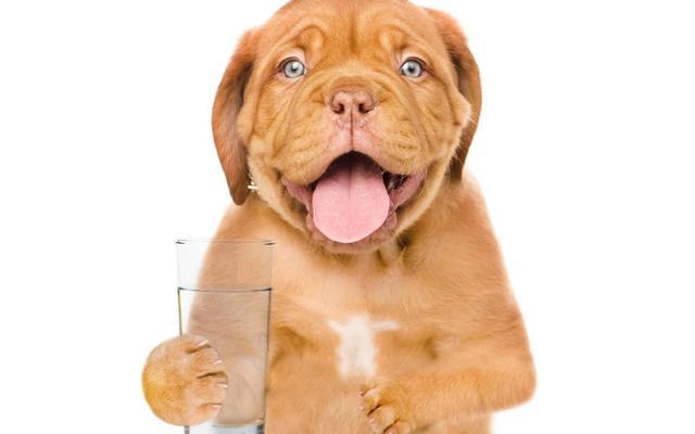 小狗为什么打嗝,小狗为什么打嗝不停,狗狗怎么会一直打嗝呢喝水也会打嗝？