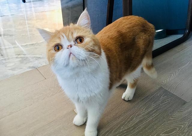 加菲猫叫什么,加菲猫叫什么名字,金玉妍为什么叫加菲猫？