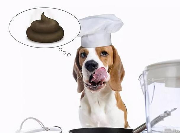 狗为什么爱吃屎,狗为什么爱吃屎百科,问一个很蠢的问题，狗为什么喜欢吃屎呢？