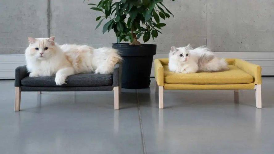 什么猫不抓沙发,什么猫不抓沙发和门,什么猫不抓家具？