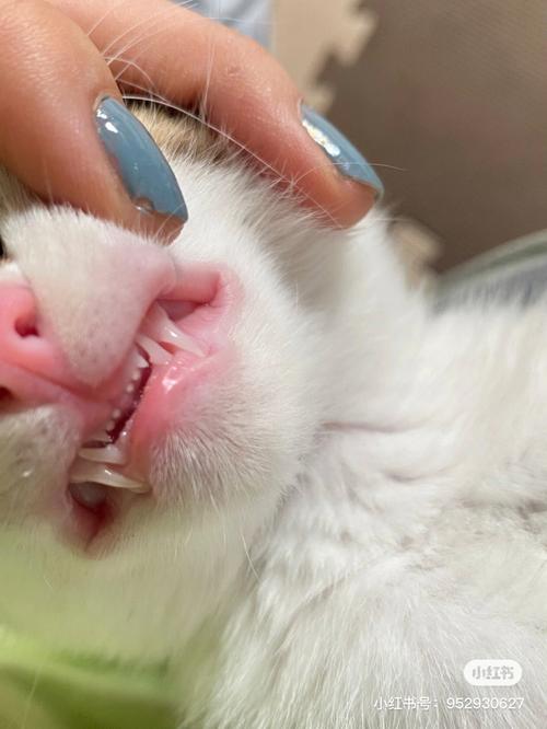小猫换牙期什么症状,小猫换牙期什么症状啊,猫咪掉牙的表现？