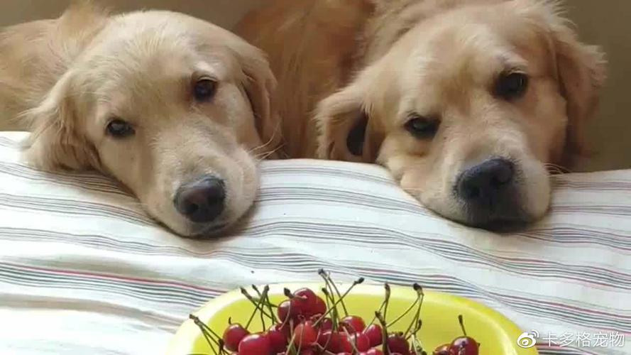 什么水果狗狗不能吃,狗狗不能吃的十大水果,哪些蔬菜坚决不能给狗狗吃？