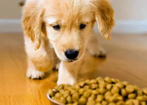狗狗吃什么东西,狗狗吃什么东西会死,一般宠物狗吃什么东西的,大概量是多少？