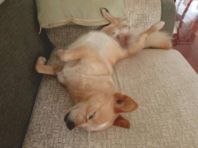 狗狗睡姿代表什么图解,狗狗睡姿看性格,为什么狗子睡着睡着就侧躺？