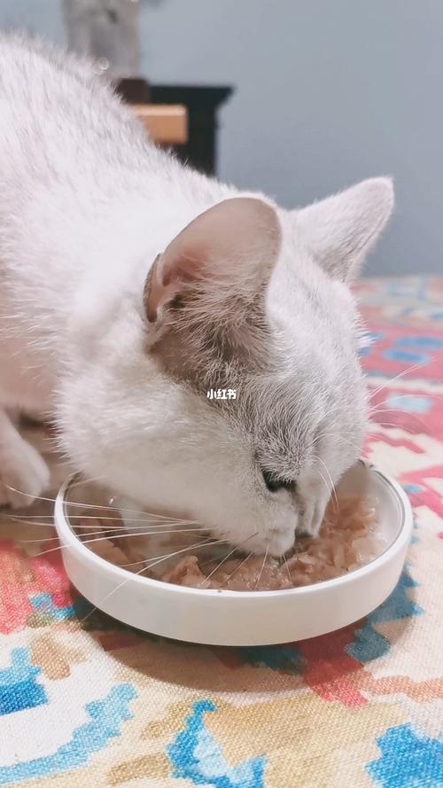 猫为什么不吃罐头,猫为什么不吃罐头只吃猫粮,小猫不怎么吃罐头，爱吃猫粮怎么回事啊？