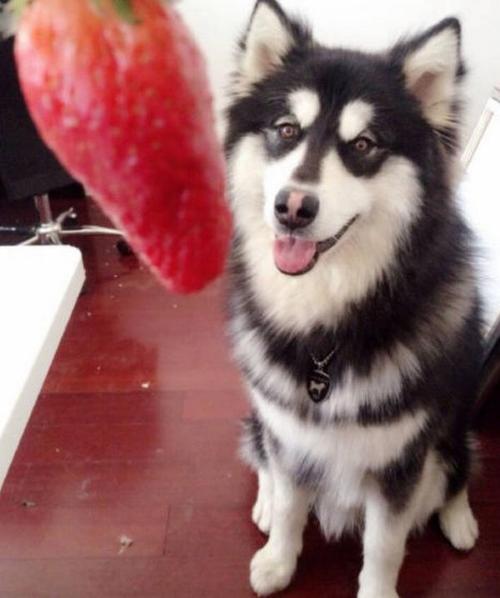 幼犬能吃什么水果,阿拉斯加幼犬能吃什么水果,幼犬能吃什么水果