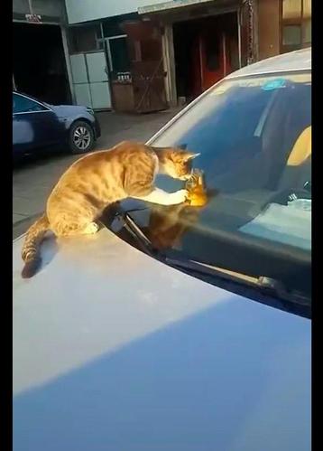 猫钻进车里预示什么,猫钻进车里预示什么意思,看到猫在车上，是什么寓意？