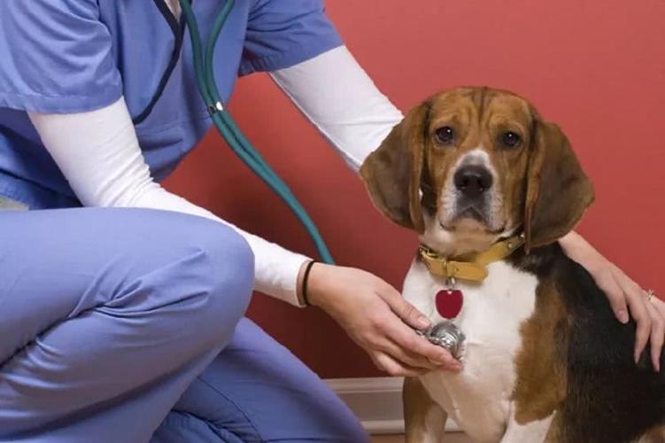 狗肺水肿什么症状,狗狗心脏引起的肺水肿怎么办,狗狗气胸怎么办？