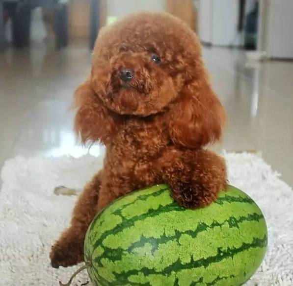 泰迪犬能吃西瓜吗,泰迪犬能吃西瓜吗?,5个月大的泰迪可以吃西瓜吗？