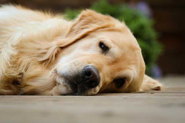 狗狗肠痉挛什么症状,狗狗肠痉挛什么症状什么时候消失,狗狗流口水，四肢无力是怎么回事？