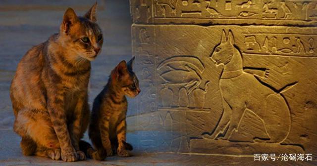 埃及为什么喜欢猫,埃及为什么喜欢猫猫,猫在西方有什么喻意？