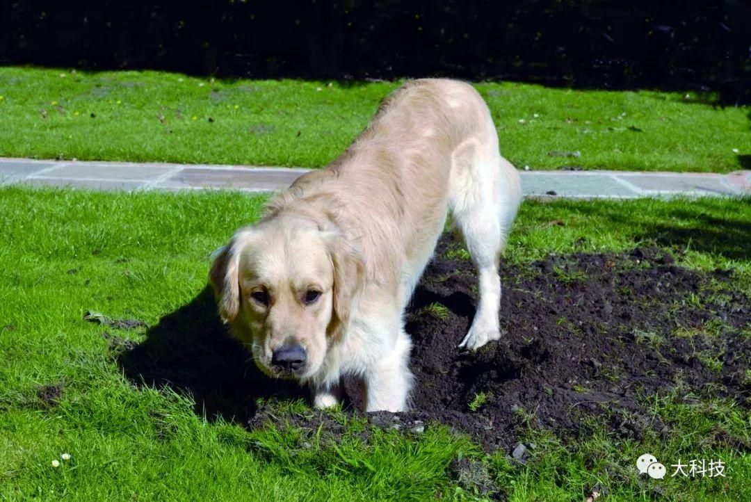狗为什么喜欢刨土,狗为什么喜欢刨土挖坑,狗狗扒土什么意思？