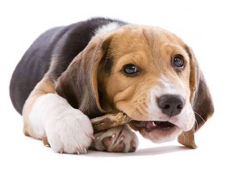 狗不能闻什么气味,狗不能闻什么气味会中毒,狗能吃糖蒜吗？