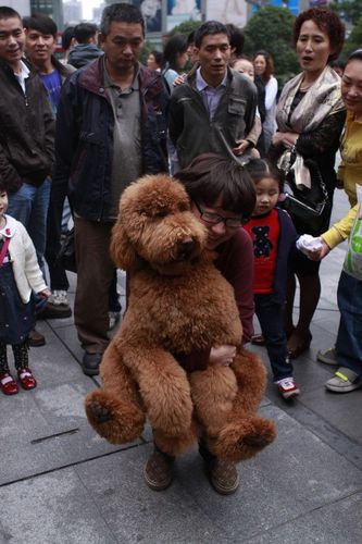 泰迪最大有多大,泰迪最大有多大图片,泰迪犬最大能够长到多大？多重？