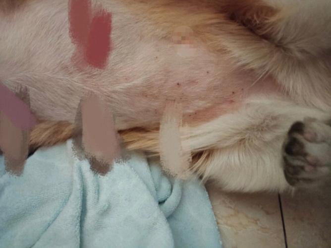 狗皮炎什么症状图片,,如何判断狗狗得了皮肤病？