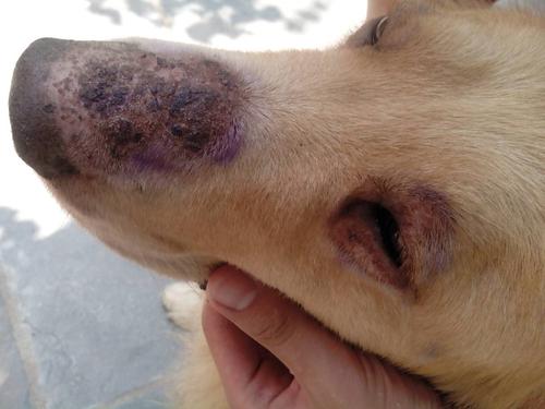 狗皮炎什么症状图片,狗皮炎怎么治,如何判断狗狗得了皮肤病？