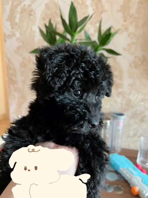 黑色泰迪狗图片造型,黑色泰迪狗图片造型图片视频,黑色的泰迪多吗？