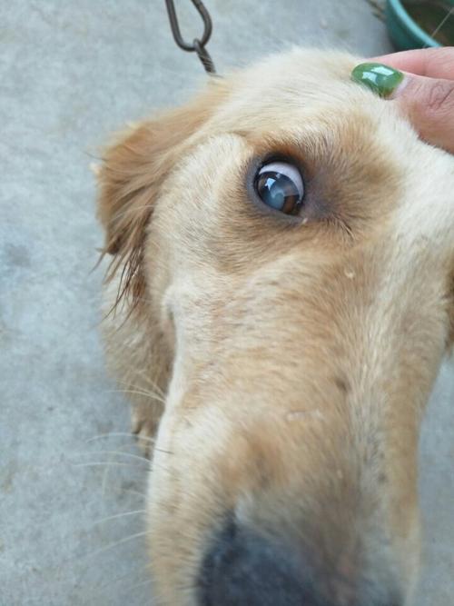 狗的眼睛像什么,狗的眼睛像什么比喻,小狗眼睛发黄是怎么回事？