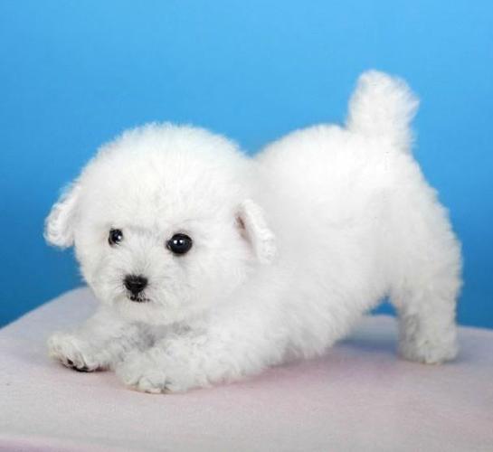 纯种白色泰迪犬价格,纯种白色泰迪犬价格多少钱一只图片,白色泰迪大概要多少钱？
