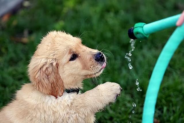 狗应该喝什么水,狗应该喝什么水才正确,狗一天喂几次水？