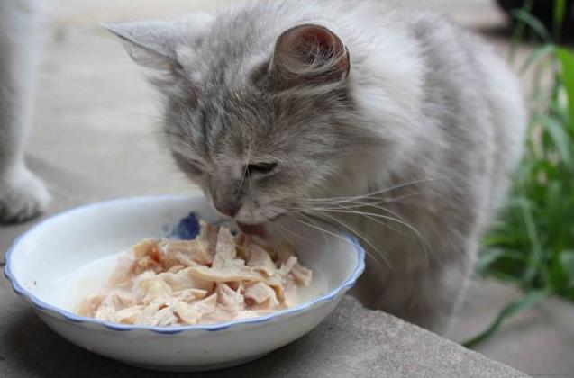 猫为什么不吃猪肉,猫为什么不吃猪肉吃鸡肉,猫为什么不吃羊肉？
